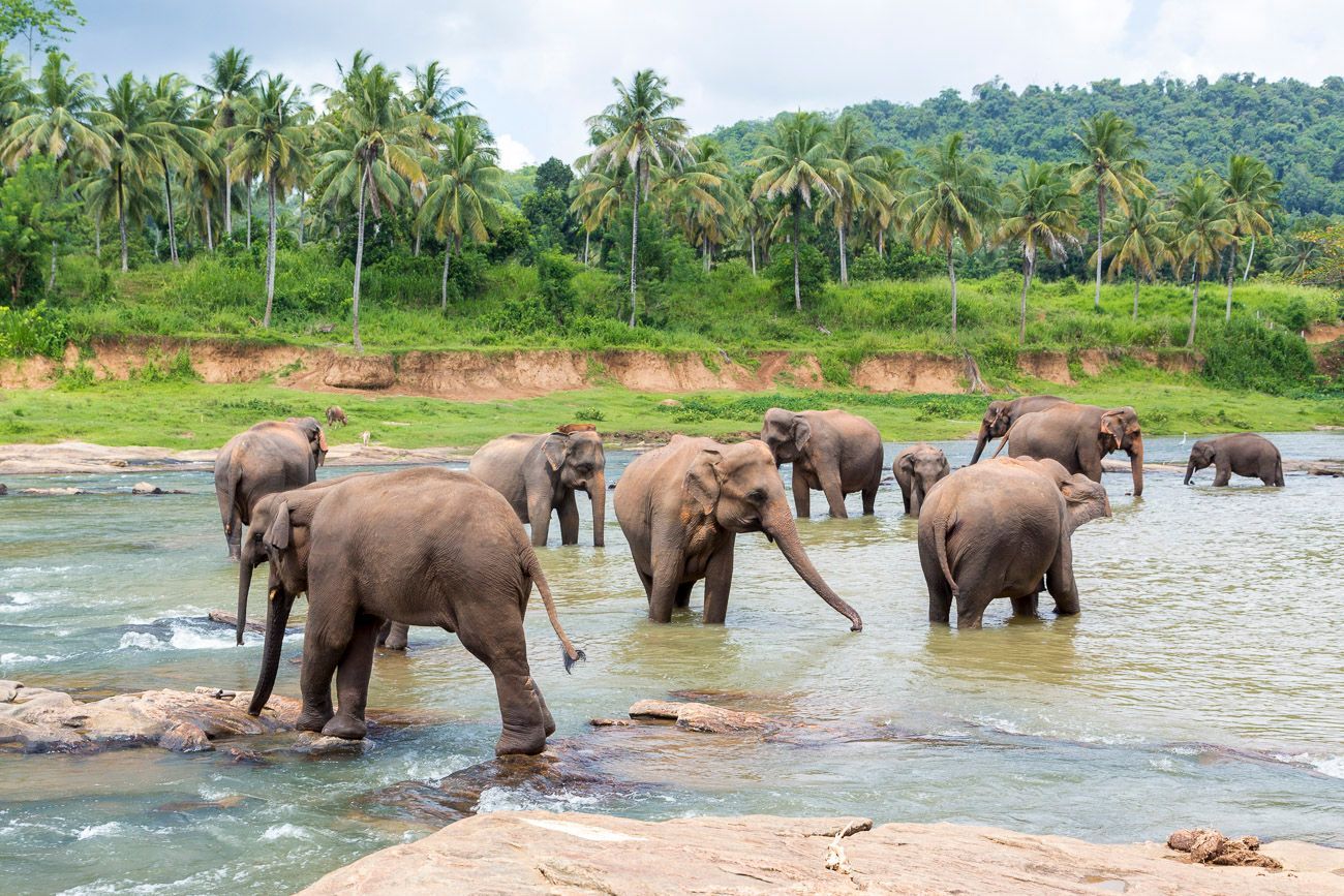 Elephas maximus. Elefante asiatico 