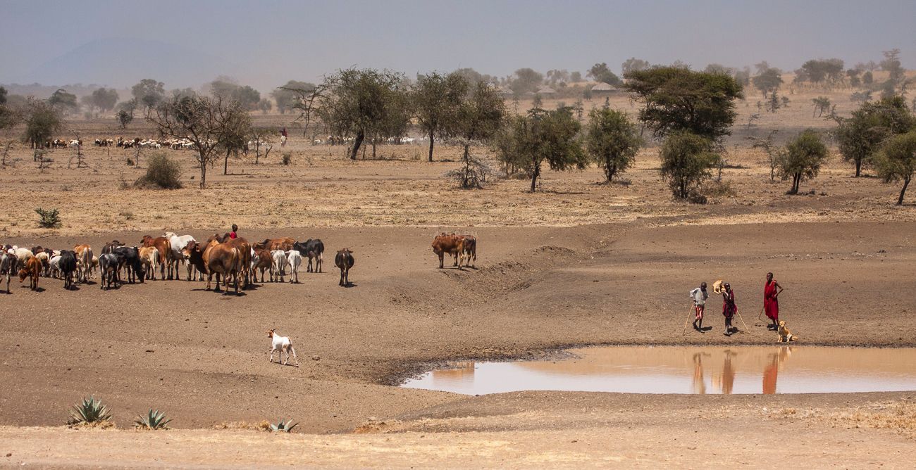 Pastoreo. Tanzania