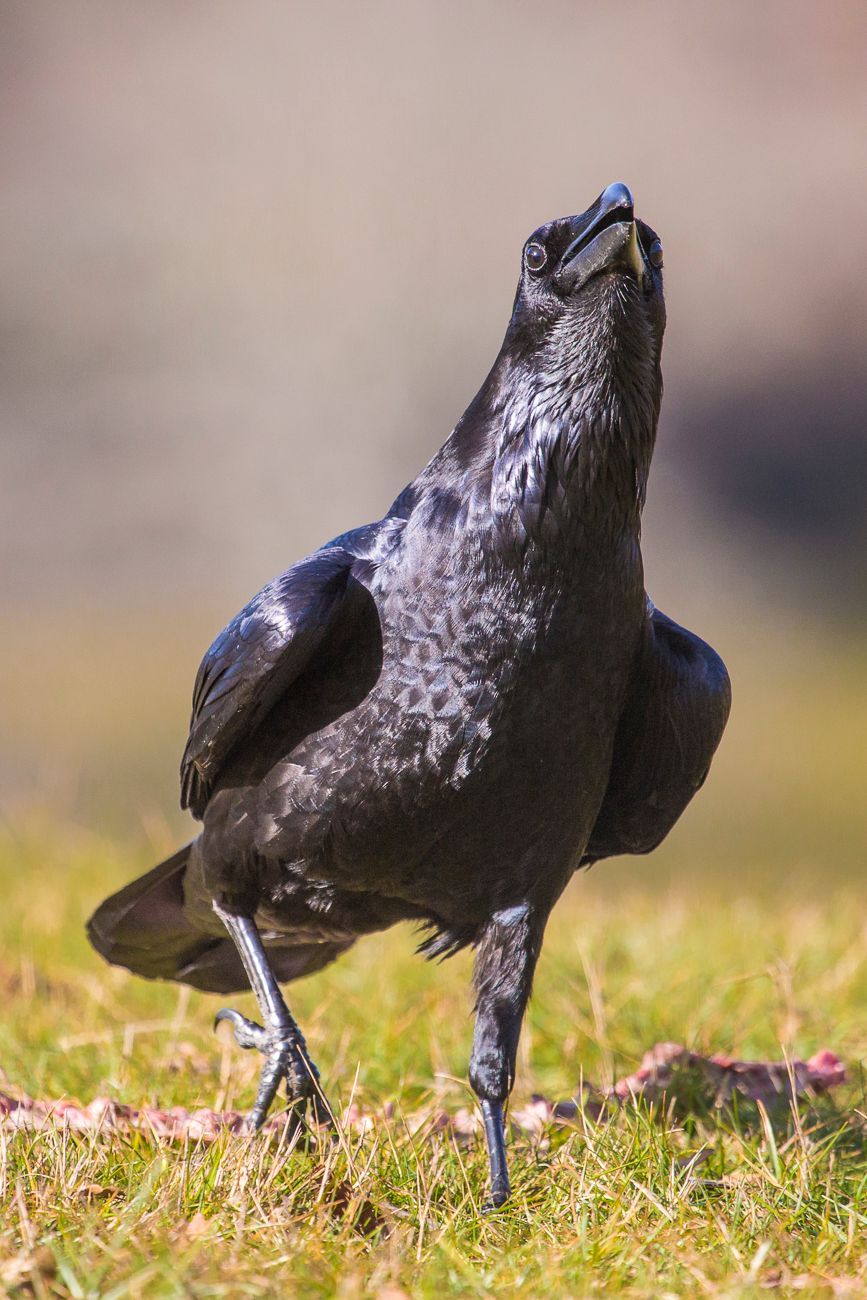 Corvus corone.  Corneja común