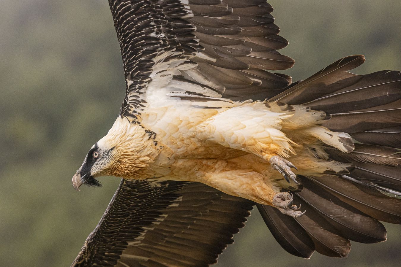 Gypaetus barbatus. Quebrantahuesos