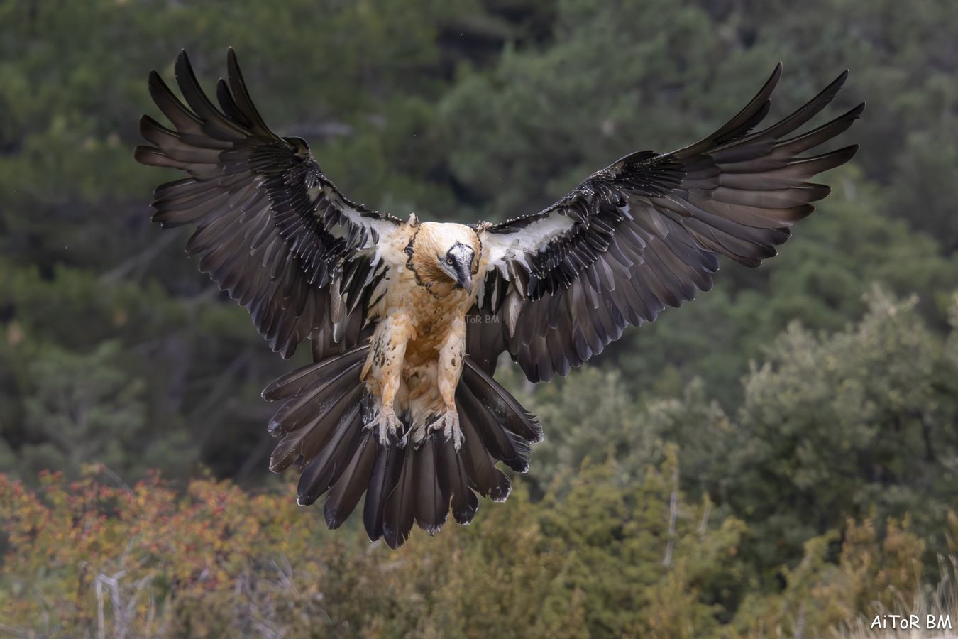 Gypaetus barbatus. Quebrantahuesos