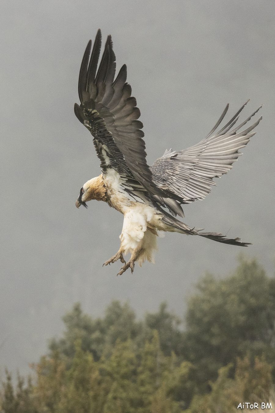 Gypaetus barbatus. Quebrantahuesos