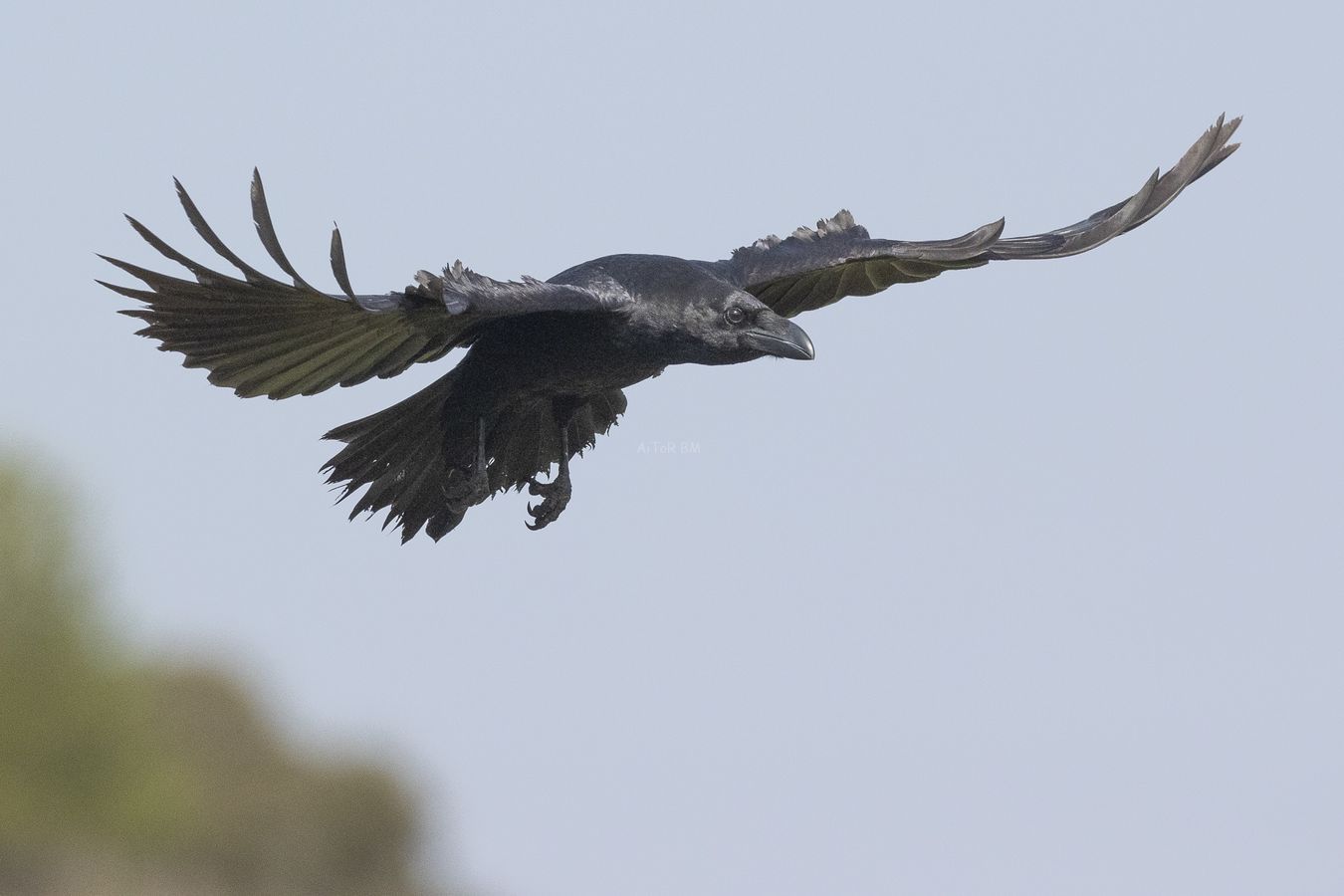 Corvus corax. Cuervo grande