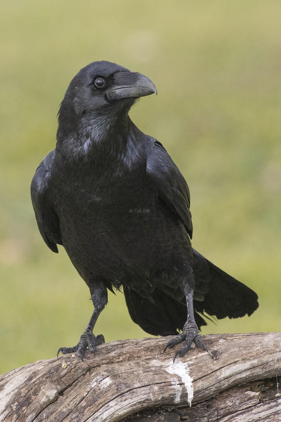 Corvus corax. Cuervo grande