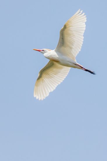 Bubulcus ibis.  Garcilla bueyera
