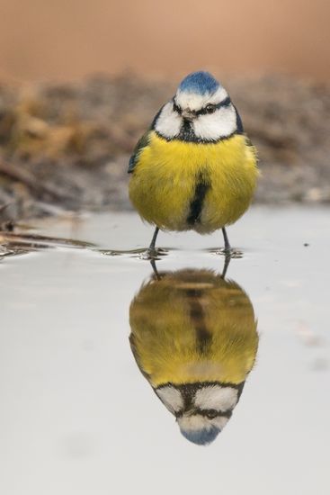Cyanistes caeruleus.  Herrerillo común