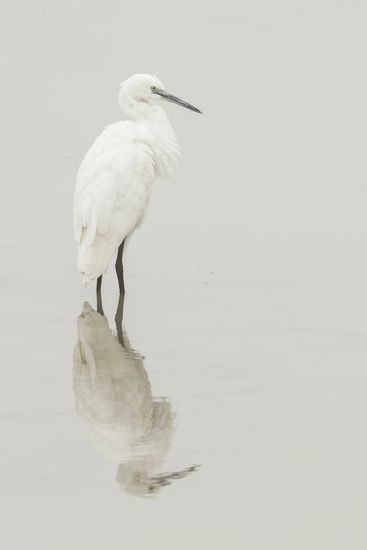 Egretta garzetta.  Garceta común