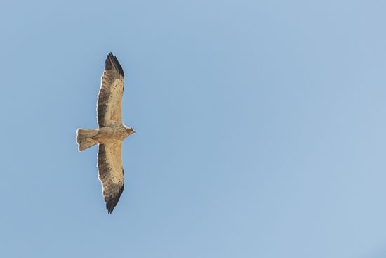 Aquila pennata.  Aguila calzada