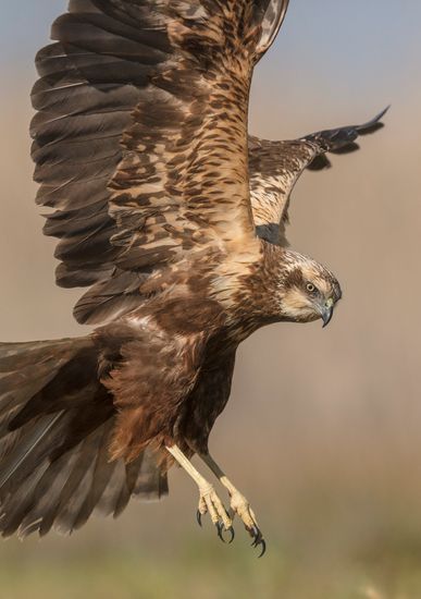 Circus aeruginosus.  Aguilucho lagunero occidental