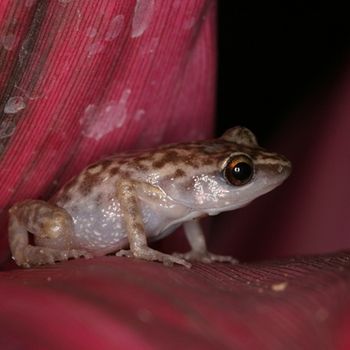 Segundo lugar. Concurso "Anfibios y reptiles", Universidad de Guadalajara 2011.