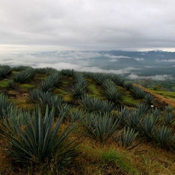 Finalista. Concurso "El campo de Jalisco", SAGARPA, Jalisco 2012.