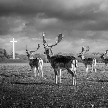 PHOENIX PARK DEERS