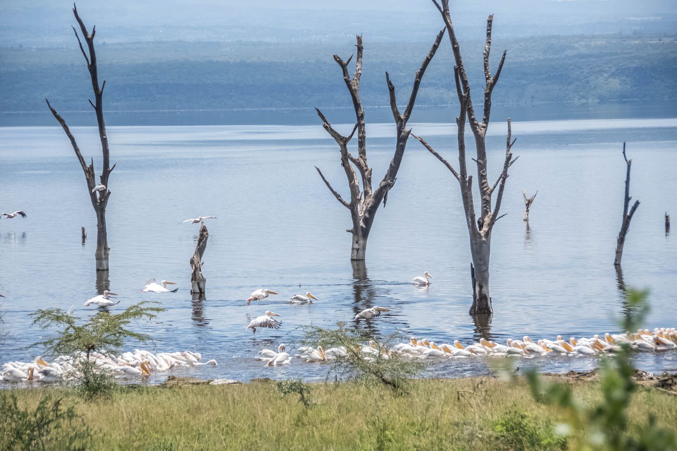 Lago Nakuru 