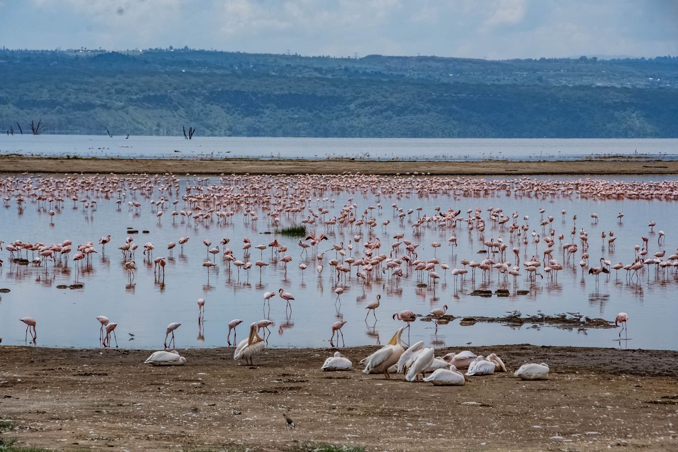 Lago Nakuru 