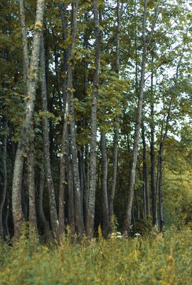 Paisaje, fotografía profesional, naturaleza