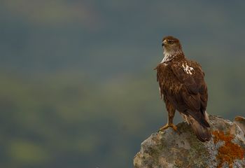Aguila azor- perdicera