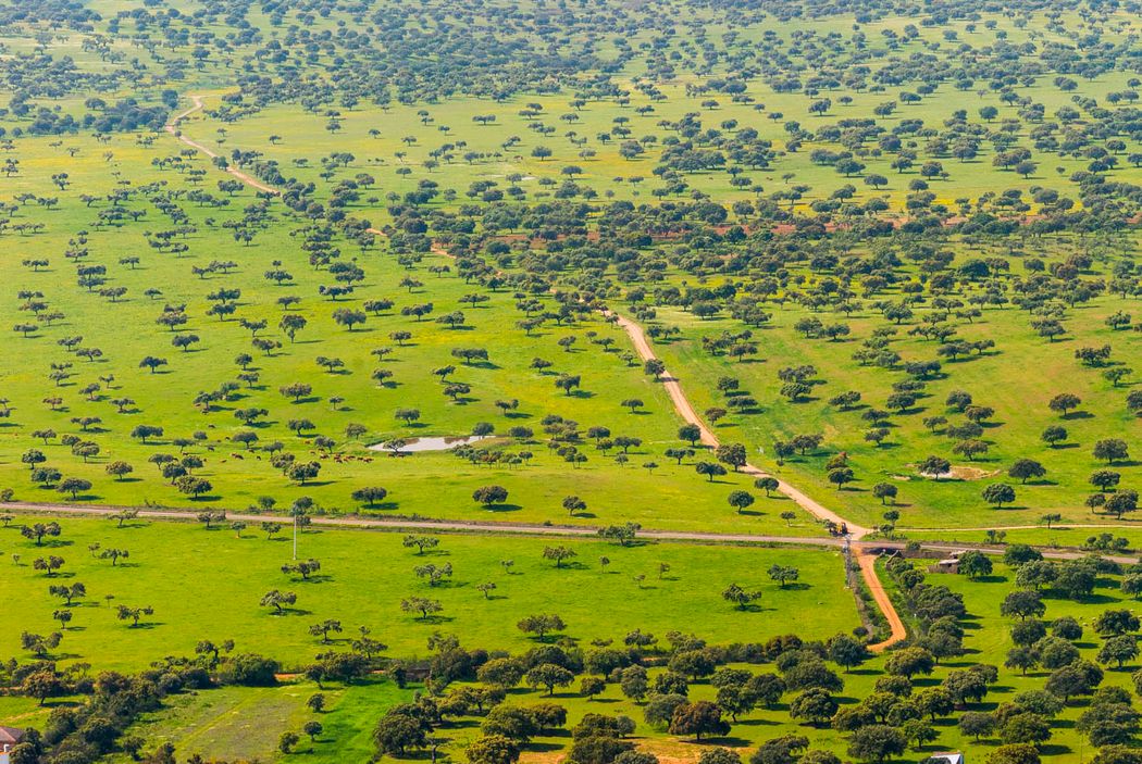 Dehesas de encinas. Garbayuela. La Siberia.Badajoz