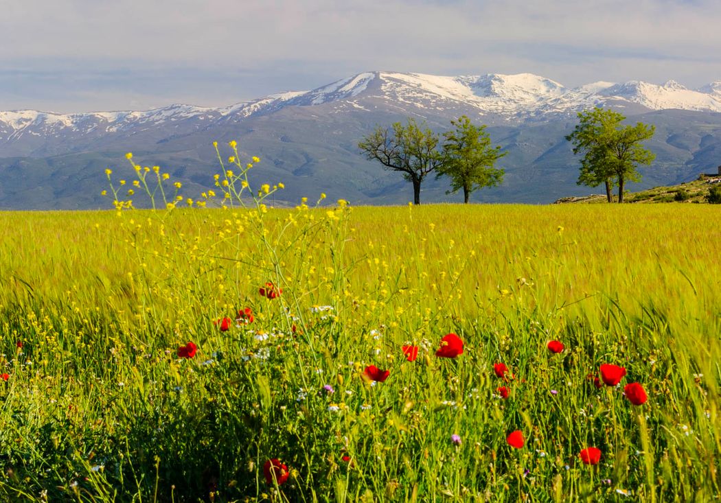 Parque Nacional de Sierra Nevada.Granada