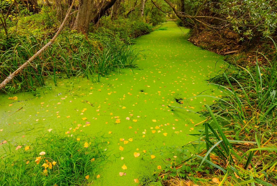 Rio Dulce.Parque Natural del Barranco del Rio Dulce.Pelegrina.Guadalajara