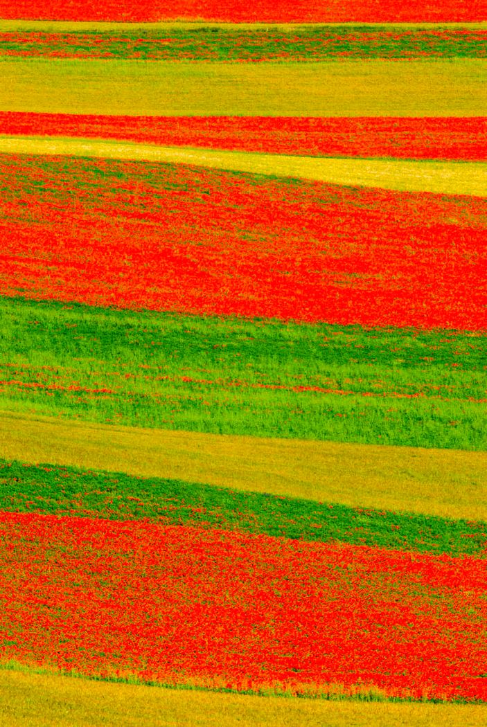 Campo de amapolas.Pelegrina.Guadalajara