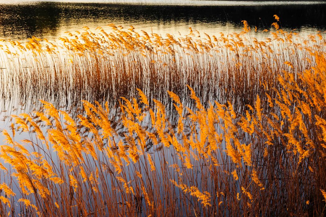 Carrizo (Phragmites australis).Azud de Pareja. La Alcarria. Guadalajara.