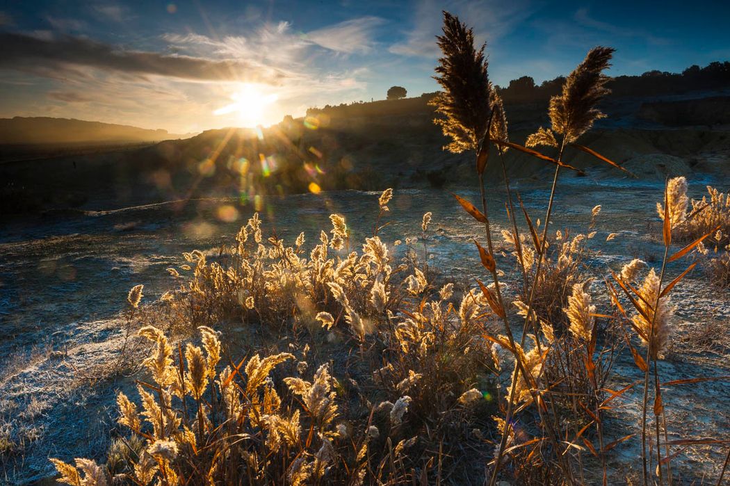 Carrizo (Phragmites australis).Almansa.Albacete