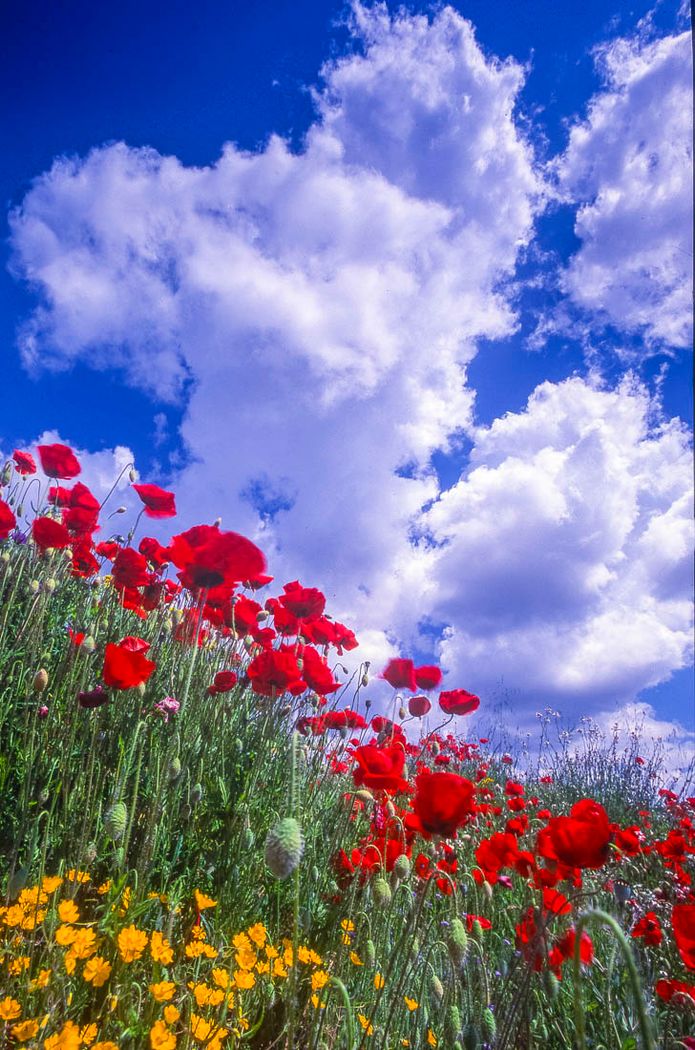 Amapolas (papaver rhoeas).Sierra del Segura.Molinicos.Albacete