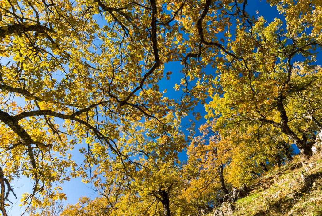 Quercus pyrenaica.Parque Natural de los Calares del Mundo y de La Sima.Cotillas.  