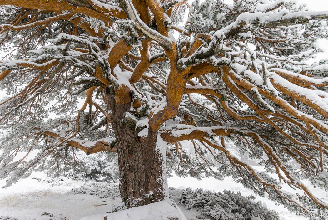 Pinus sylvestris.Sierra de la Demanda.