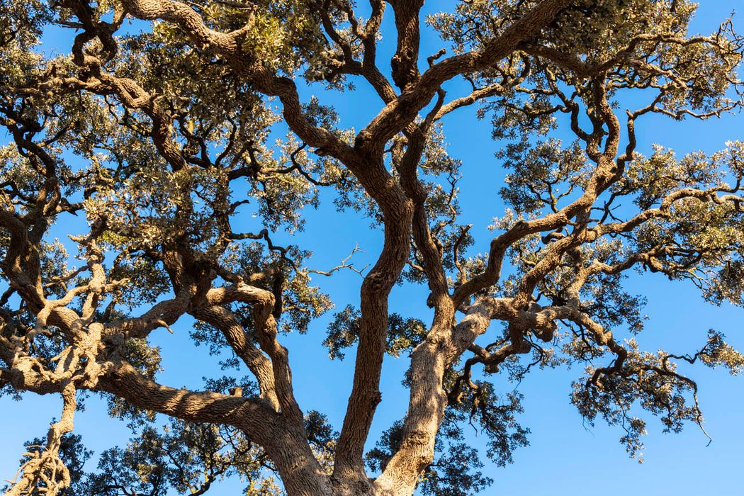 Quercus ilex.Almansa