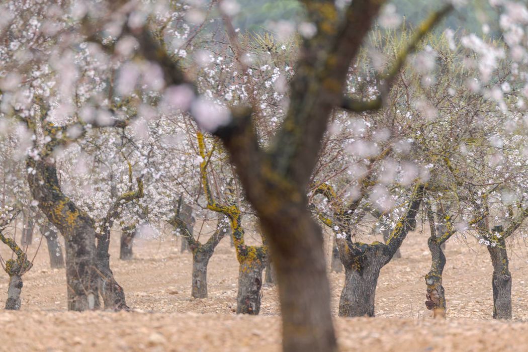 Almendros.Almansa