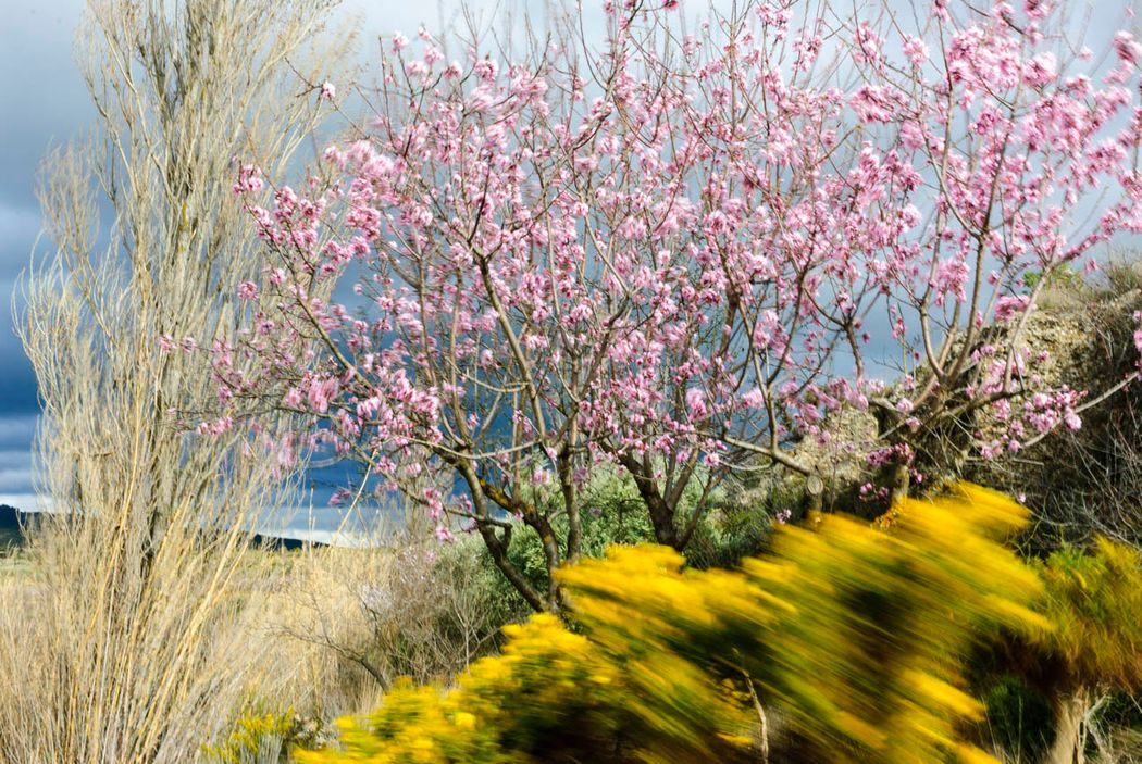 Almendro.Almansa