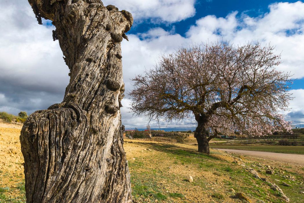 Almendro.Almansa