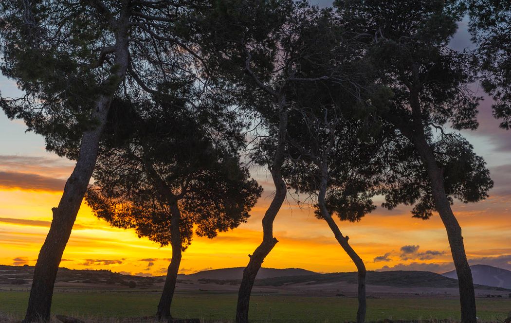 Pinus halepensis.Almansa