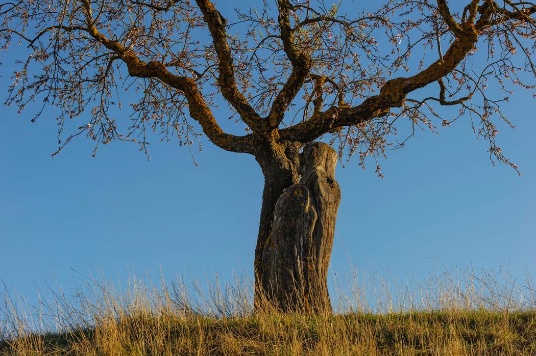 Almendro.Almansa