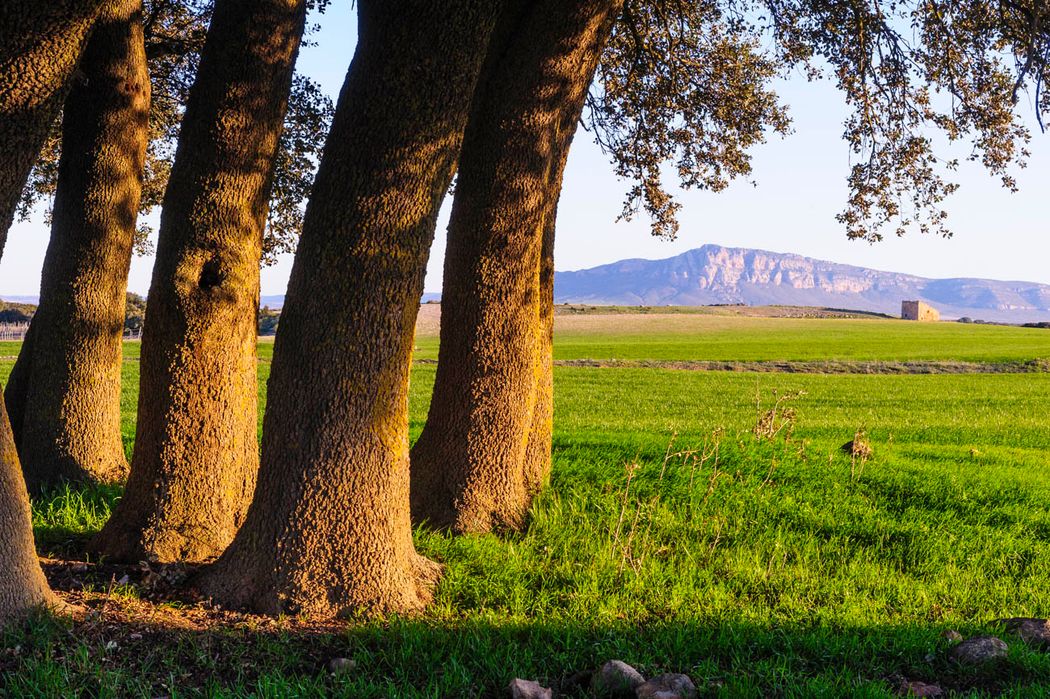 Quercus ilex y Sierra del Mugrón.Almansa