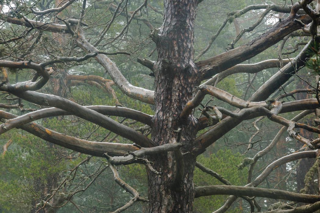 Pinus sylvestris.Serrania de Cuenca