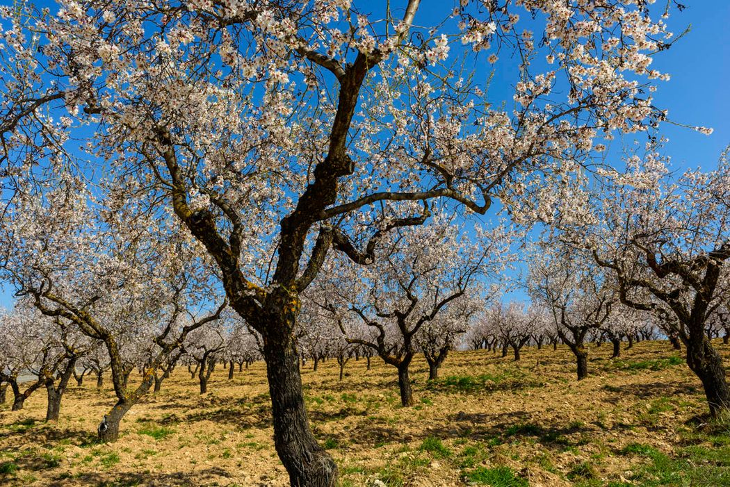 Almendros.Molinicos