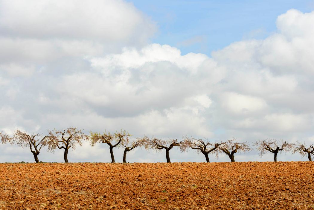 Almendros.Villar de Cañas.