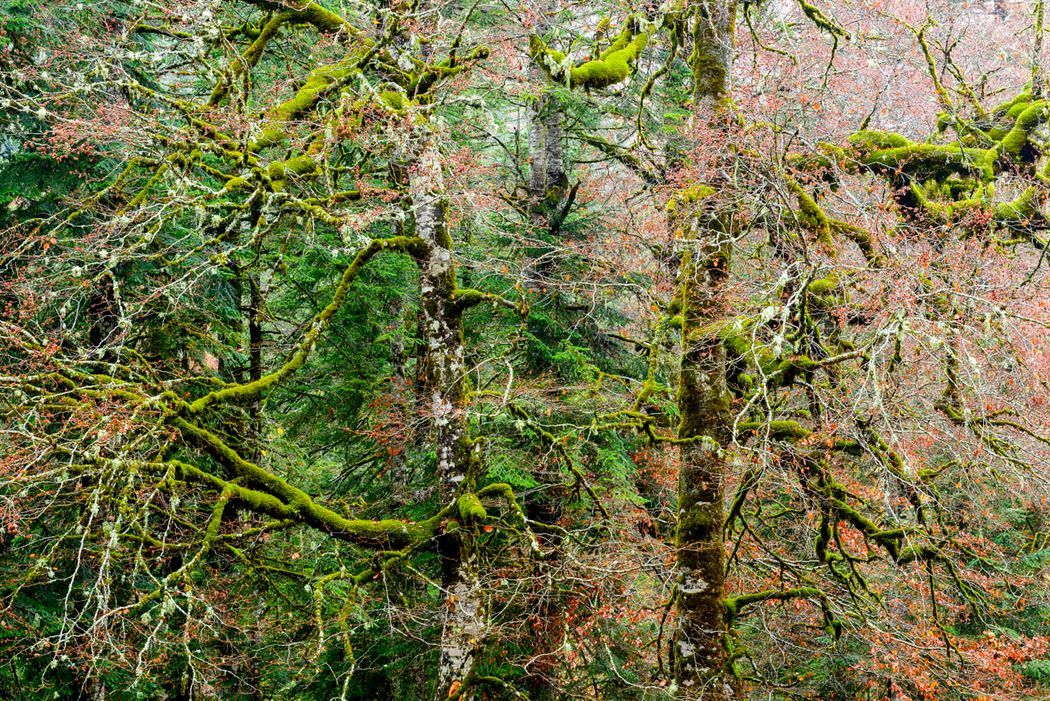 Fagus sylvatica.Selva de Oza.Prineos