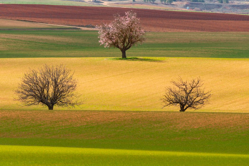 Almendros.Corral-Rubio