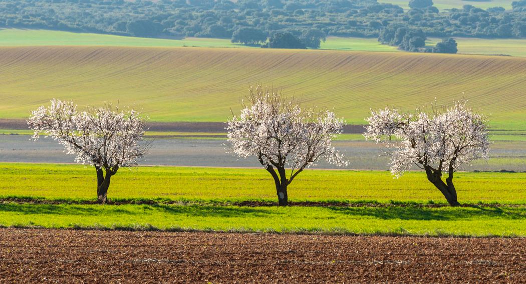 Almendros-Corral-Rubio