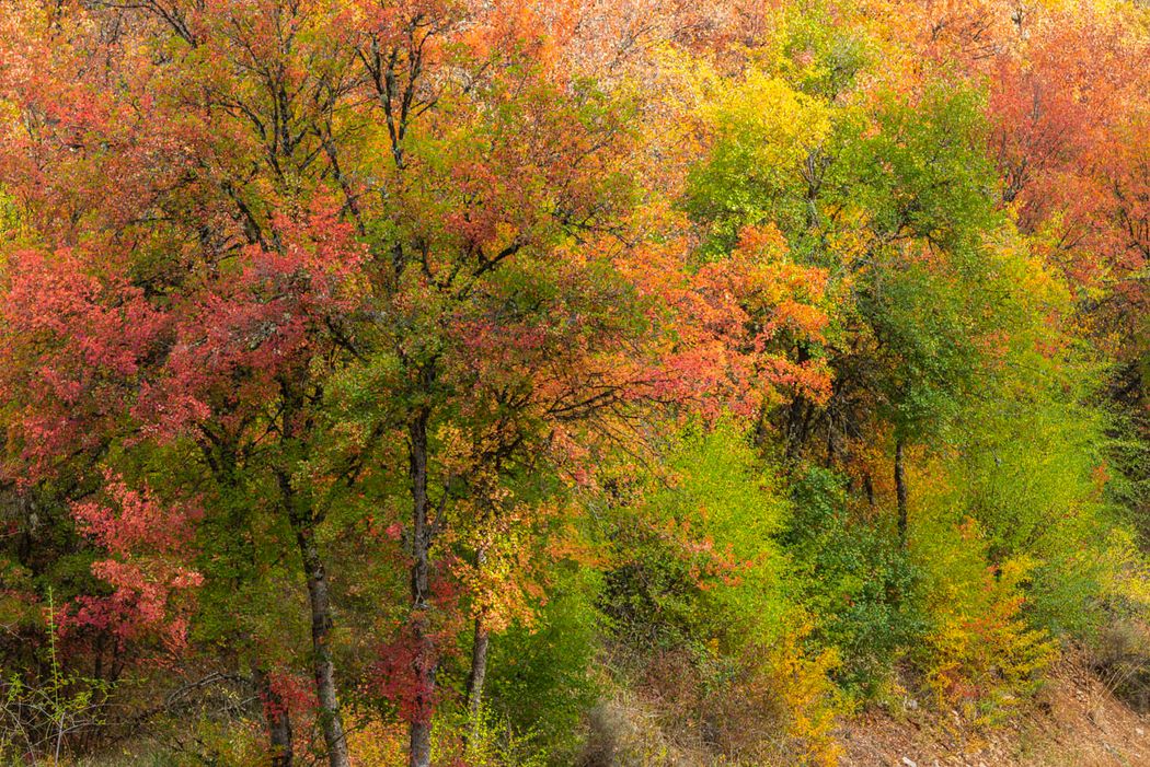 Otoño.Hoz de Beteta.Serranía de Cuenca