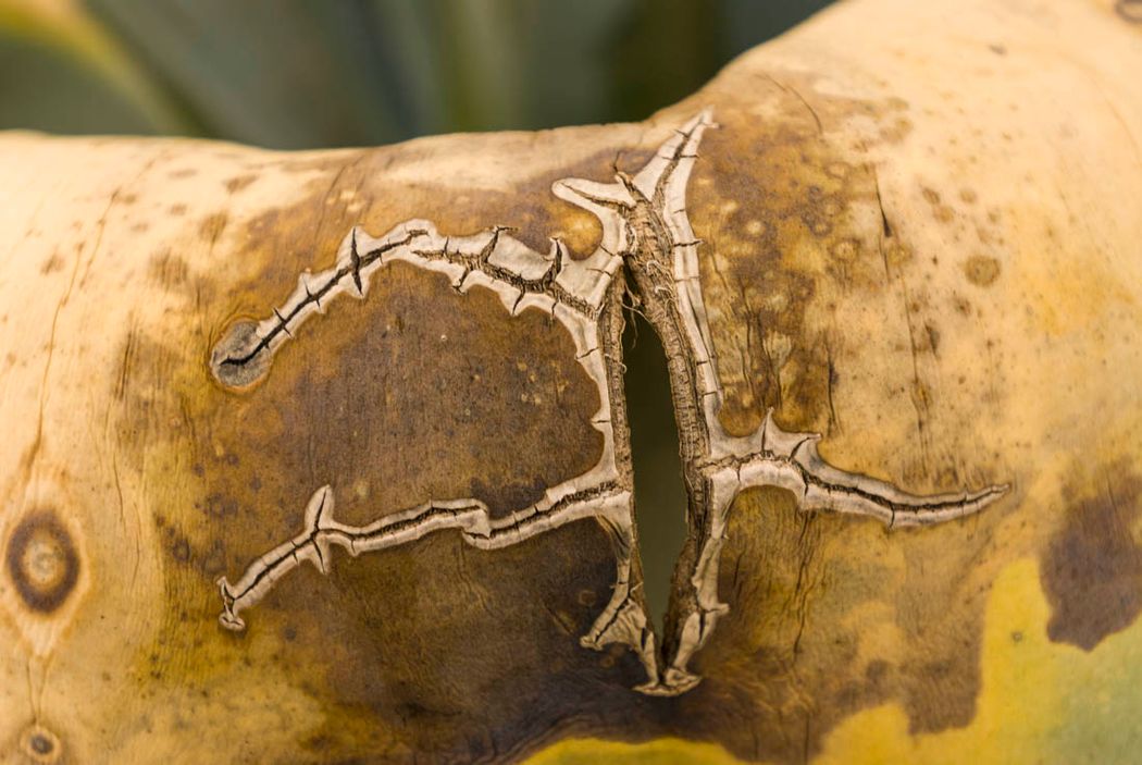 Agave americana.Almansa