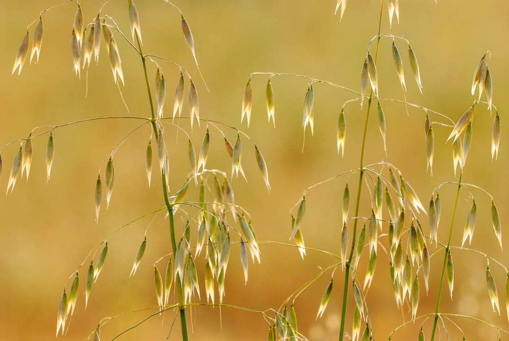 Granos de avena.Almansa