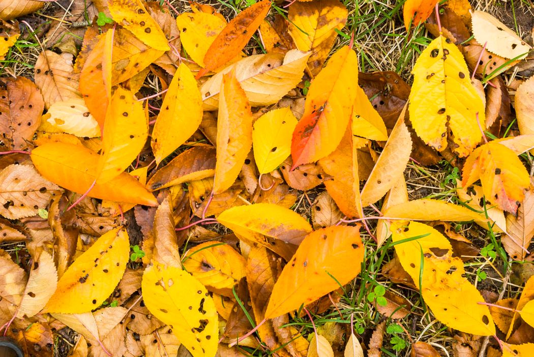 Otoño.Valle del Rio Ablanquejo.Parque Natural del Alto Tajo.Guadalajara