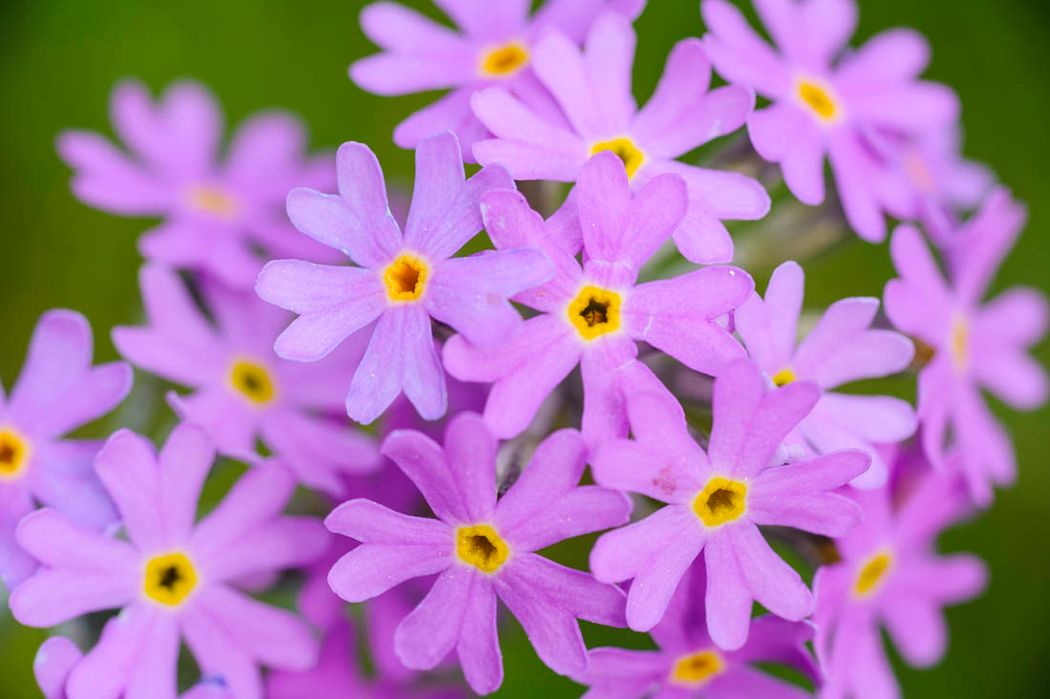 Primula farinosa.Rincón de Palacios.Parque Natural Serranía de Cuenca.