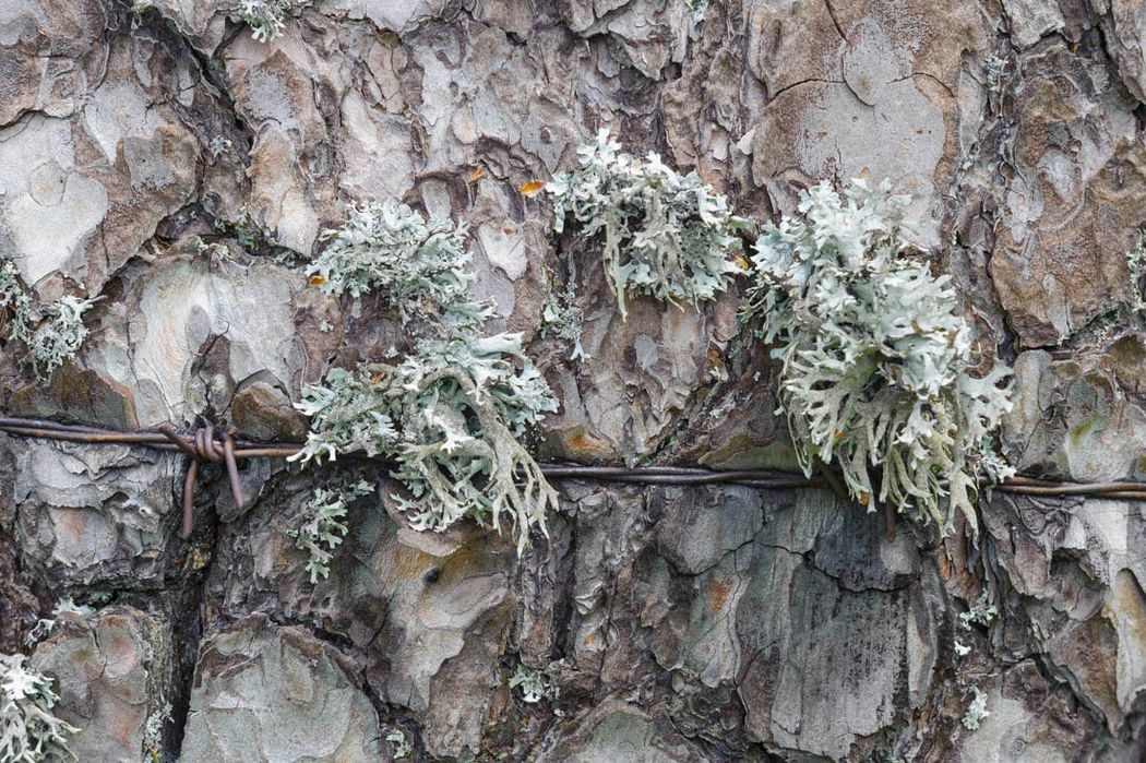 Pinus sylvestris.Orea.Alto Tajo