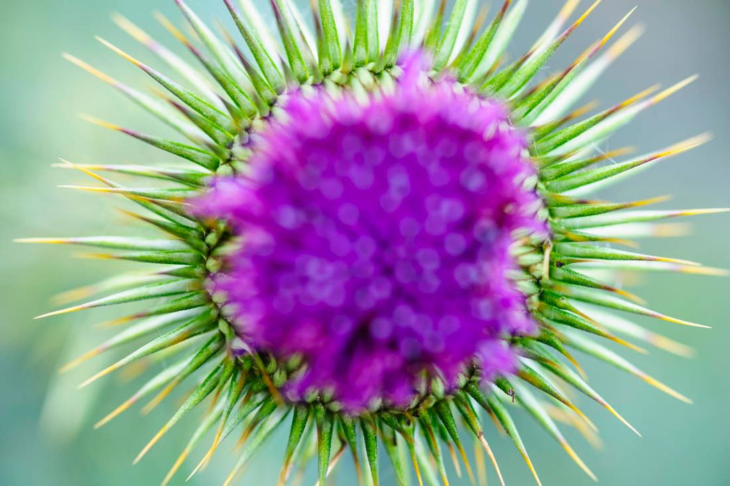 Cardo mariano. (Silybum marianum). Almansa.