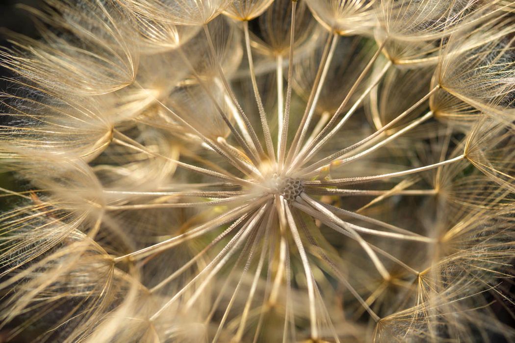 Salsifí.  (Tragopogon patensis). Almansa. 